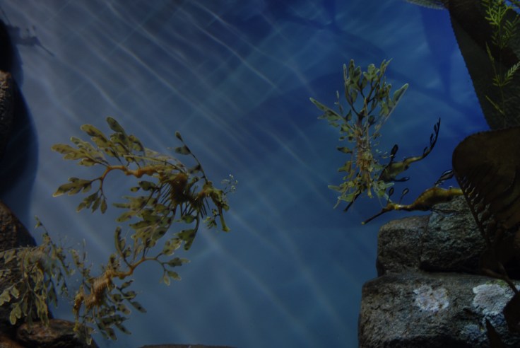 Leafy Sea Dragon 2